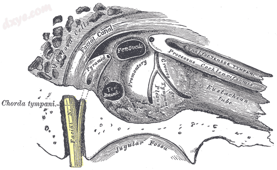 View of the inner wall of the tympanum. (Facial canal visible in upper left; pro.png