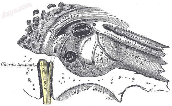 View of the inner wall of the tympanum. (岬 visible near center.).png