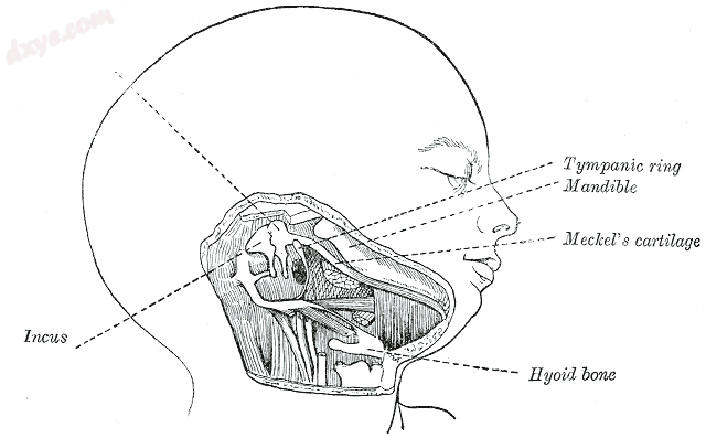 Head and neck of a human embryo eighteen weeks old, with Meckel&#039;s cartilage.png