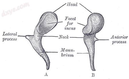 Left 锤骨. A. From behind. B. From within..png