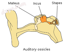 Ossicles.png