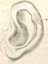 This article is one of a series documenting the anatomy of the Human ear.jpg