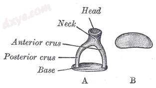 Frontal view of 镫骨 (A), and view from below (B)..png