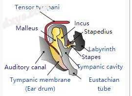 Bones and muscles in the tympanic cavity in the middle ear.jpg
