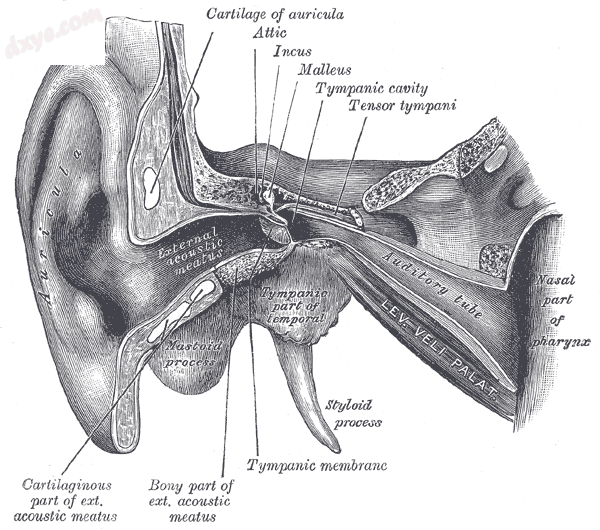 External and middle ear, opened from the front. Right side..png