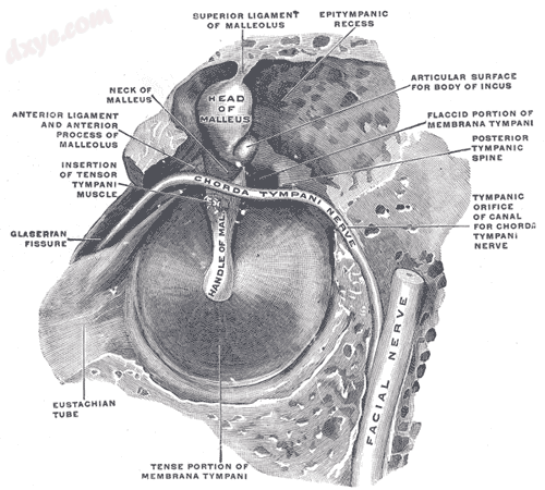 The right membrana tympani with the hammer and the 鼓索, viewed from w.png