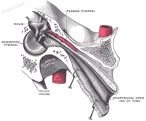 Auditory tube, laid open by a cut in its long axis (咽鼓管圆枕 not labeled).png