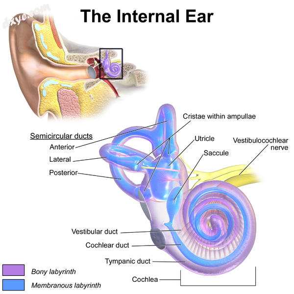 Inner ear, with 前庭管 labeled near bottom..png