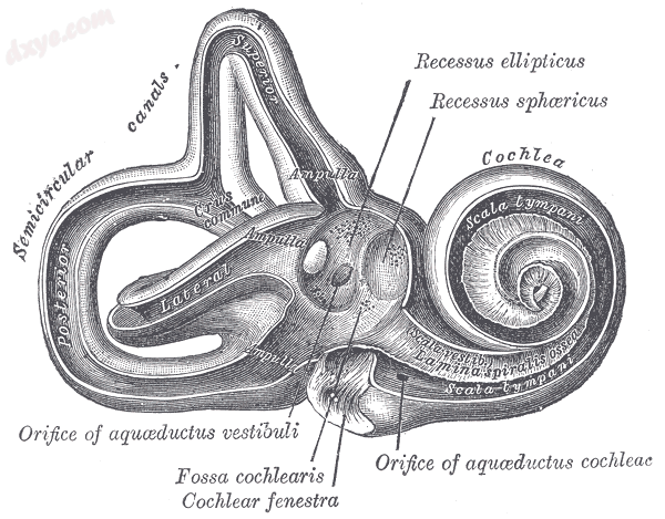 Interior of right osseous labyrinth. (耳蜗轴 not labeled, but is represented a.png