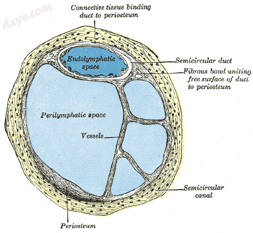 Cross-section of semi-circular canal and duct showing 外淋巴atic space.png