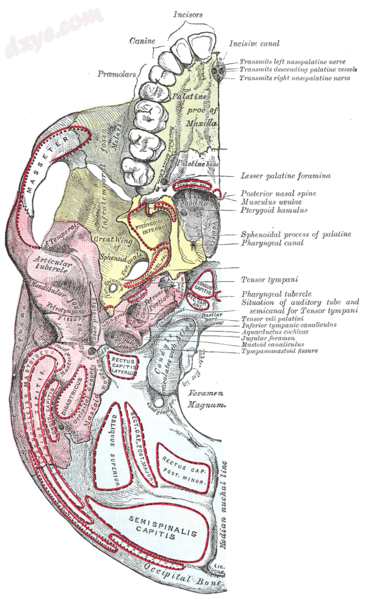 Base of skull. Inferior surface..png