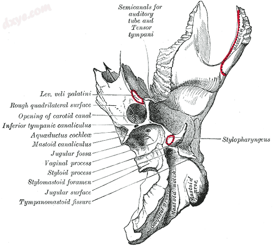 Left temporal bone. Inferior surface. (Aquductus cochle labeled at left, fifth f.png