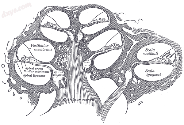 Diagrammatic longitudinal section of the 耳蜗..png