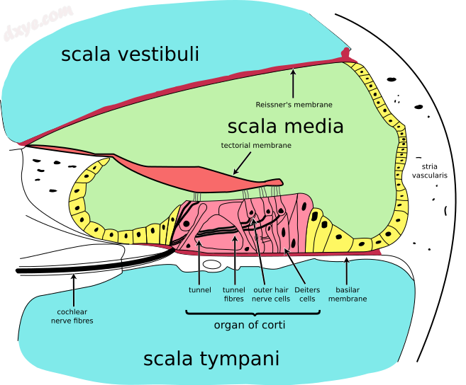 Cross section of the 耳蜗..png