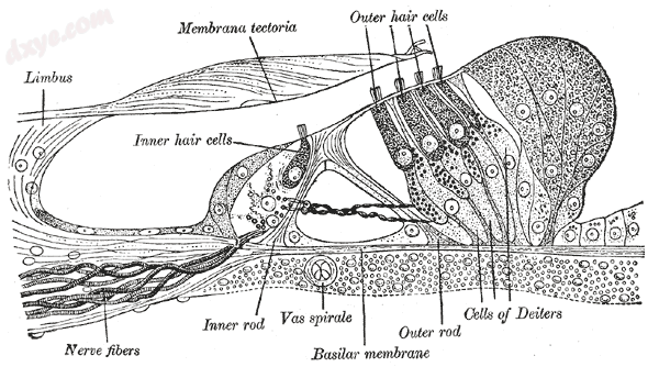 Section through the spiral organ of Corti (magnified).png