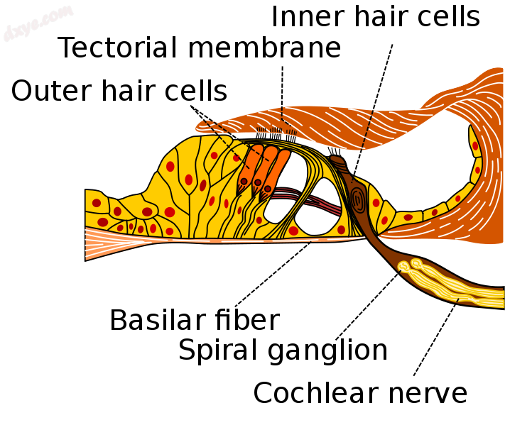Section through organ of corti, showing basilar membrane.png