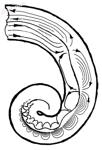 Sinusoidal drive through the 卵圆窗 (top) causes.png