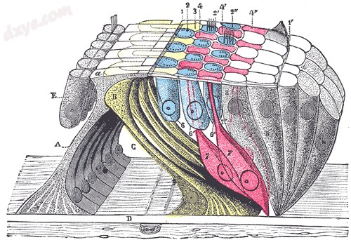 Section through the spiral organ of Corti showing the lamina reticularis and sub.png
