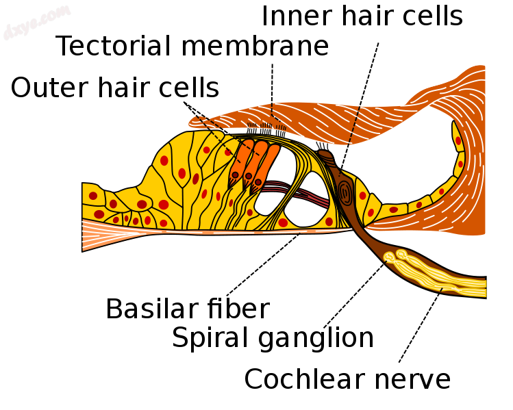 Section through the spiral organ of Corti. (Reticular membrane not labeled but r.png