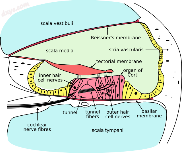 Cross-section of 耳蜗. (Endolymph is located in the 耳蜗r duct - the light.png