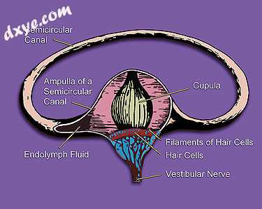 Inner ear illustration showing semicircular canal, hair cells, 壶腹, cupula, .jpg