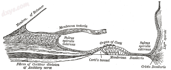 Floor of ductus 耳蜗ris..png