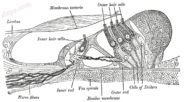 Section through the spiral 螺旋器. Magnified..png