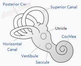 Components of the inner ear including the 椭圆囊.jpg