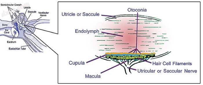 Illustration of otolith organs showing detail of 椭圆囊, otoconia, endolymph, c.jpg