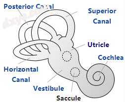 Components of the inner ear.jpg