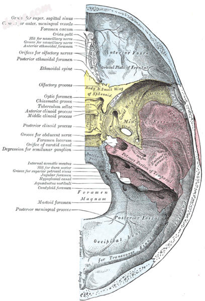 Base of the skull. Upper surface..png