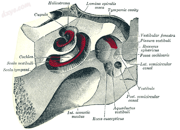 The 耳蜗 and vestibule, viewed from above. (Aquaeductus vestibuli labeled at .png