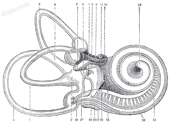 Endolymphatic duct is #6, and is labeled at top center..png