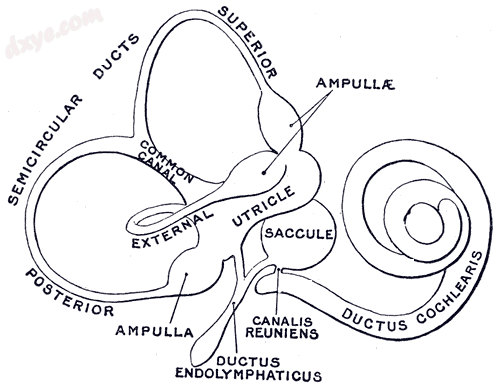 The membr另一us labyrinth. (Ductus endolymphaticus labeled at bottom center.).png