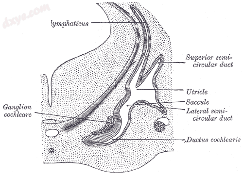Transverse section through head of fetal sheep, in the region of the labyrinth. X 30..png