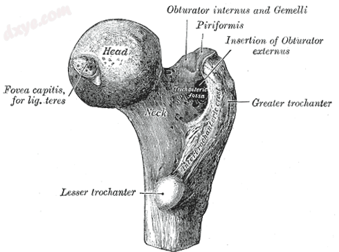 The femoral head and neck.png