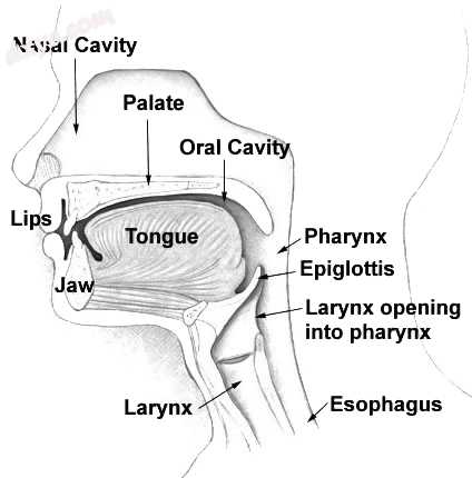 Facial anatomy.jpg