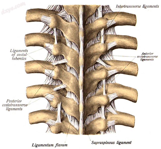 Featured Ligamentum Flavum.png