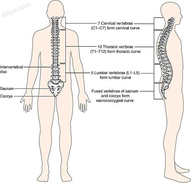 Human Vertebral Column.jpg