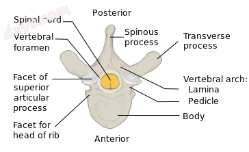 Vertebra Superior View.png