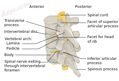 Vertebral Column Lamina.png