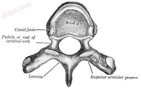 Upper view of a human vertebra, showing the lamina.jpg