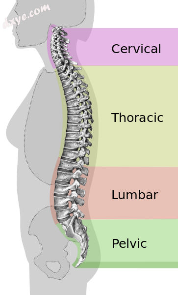 Spinal column curvature-en.png
