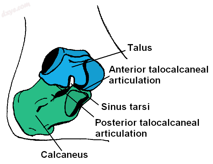 Subtalar Joint.png