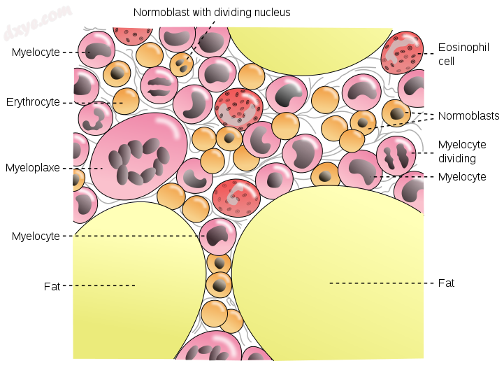 bone marrow.png