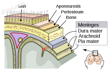 The periosteum appears just below the skin..png