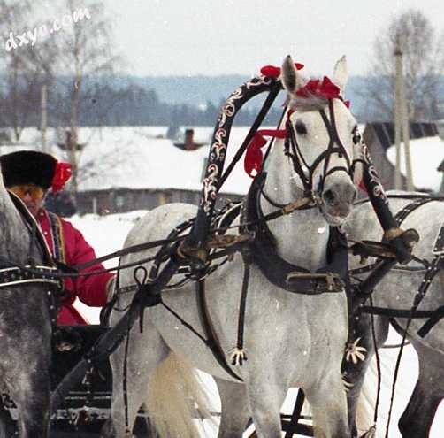 Horse in harness with a shaft bow (decorated arch standing behind the horse&#039.jpg