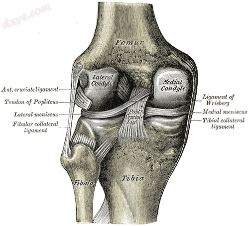 Left knee-joint from behind, showing interior ligaments. (Lateral meniscus and m.png
