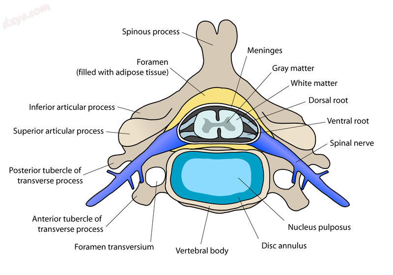 Cervical vertebra with intervertebral disc.png