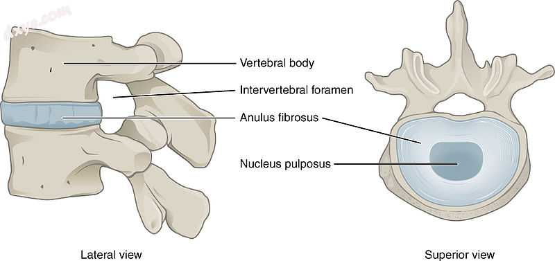 Intervertebral disc.jpg